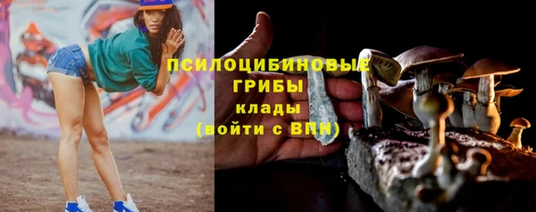 прущие грибы Алзамай